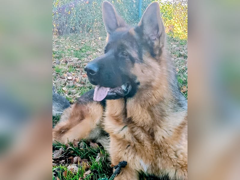 Reinrassiger Deutscher Schäferhund Deckrüde
