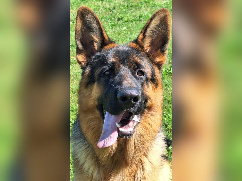 Reinrassiger Deutscher Schäferhund Deckrüde