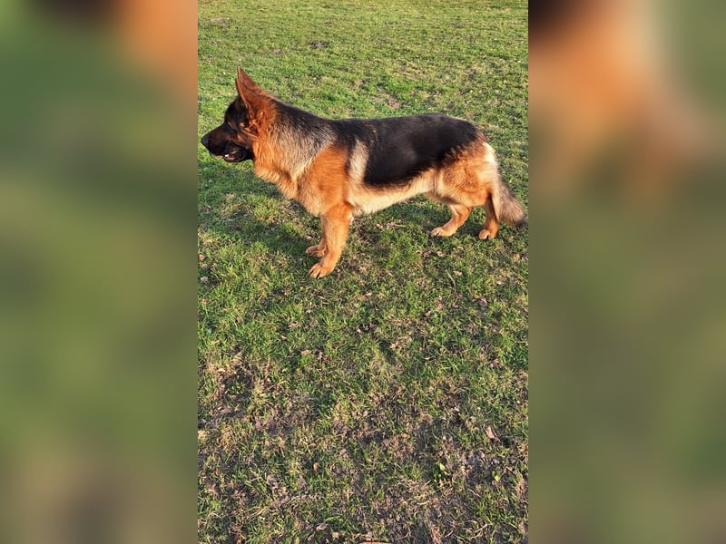 Reinrassiger Deutscher Schäferhund Deckrüde