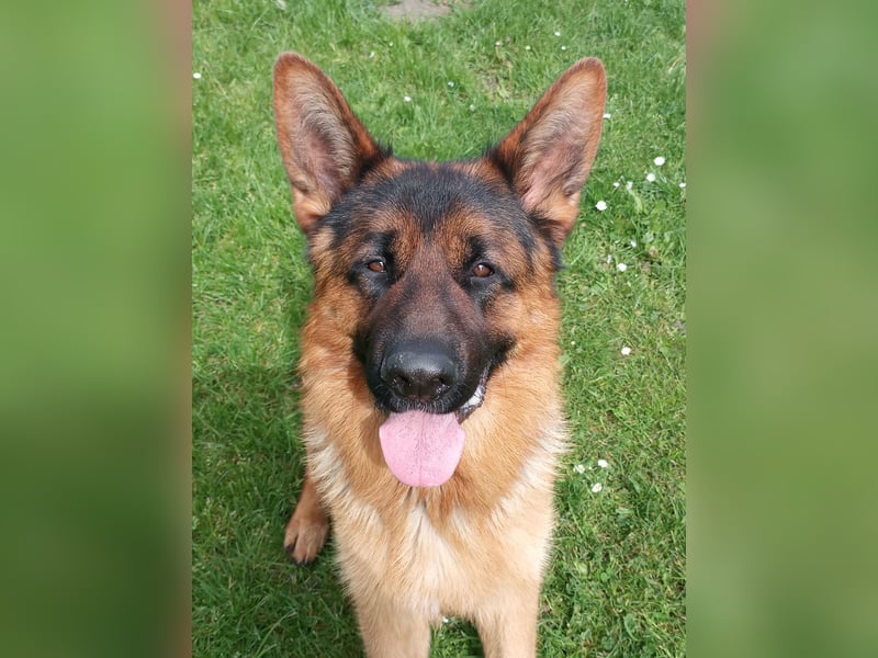 Reinrassiger Deutscher Schäferhund Deckrüde