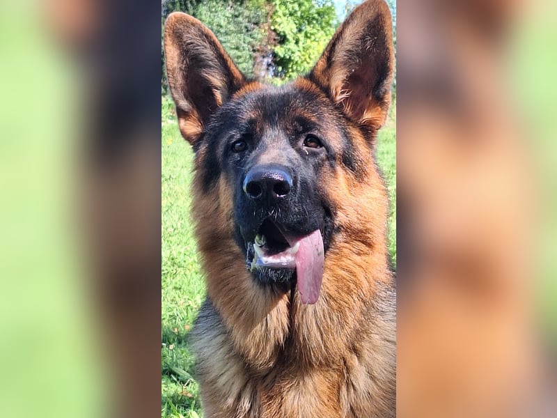 Reinrassiger Deutscher Schäferhund Deckrüde
