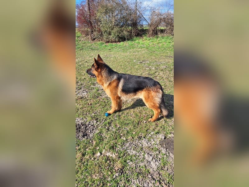 Reinrassiger Deutscher Schäferhund Deckrüde