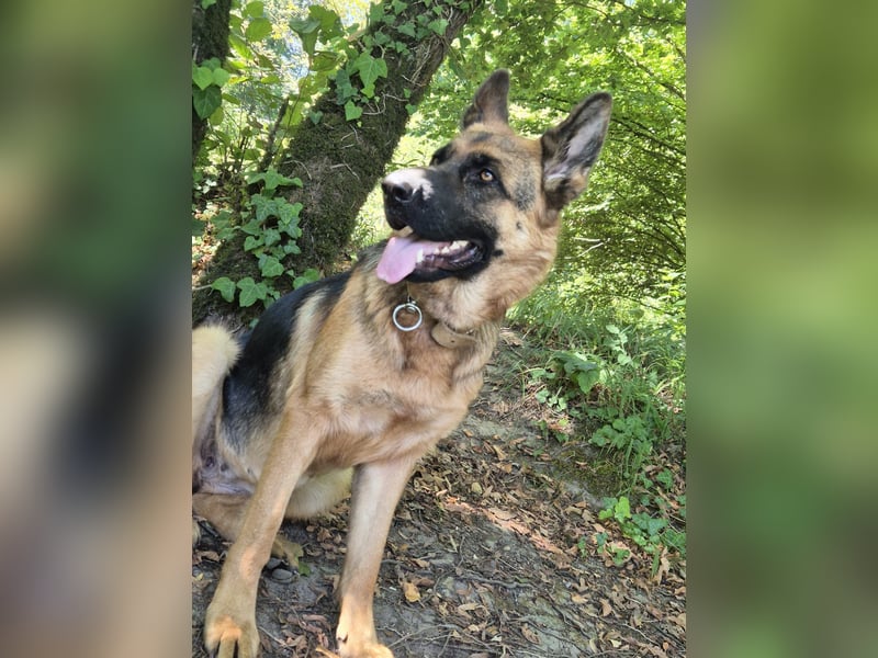 Schäferhündin Laila sucht Sicherheit