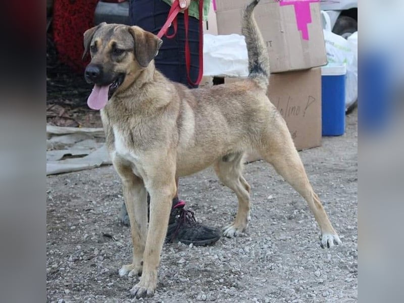 Ralph wartet auf seine Menschen