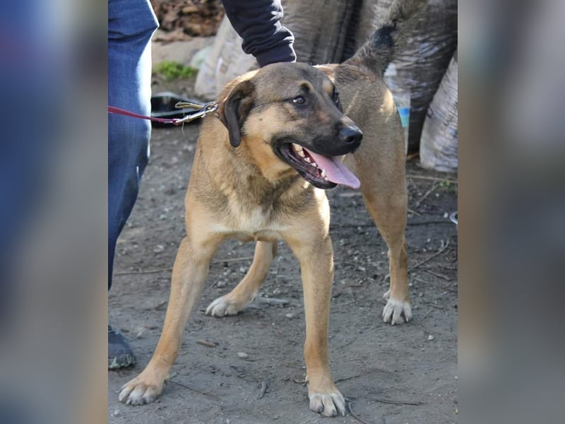 Goldstück RALPH wartet auf dich