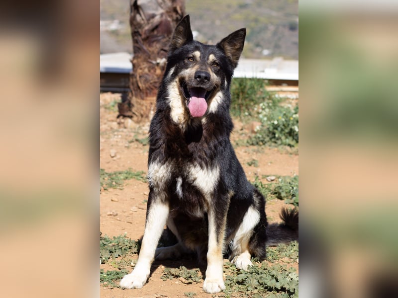 Hübscher TANOS sucht seine Menschen