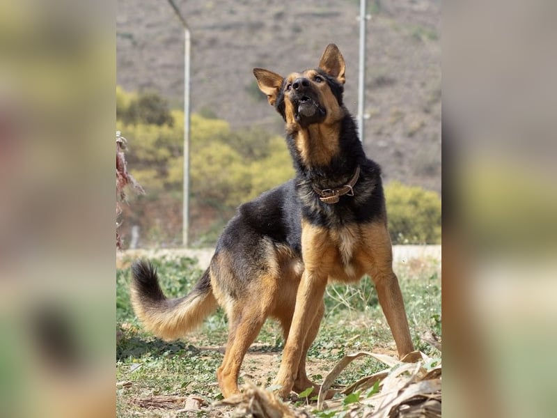 Göttlicher Horus sucht seine Jünger