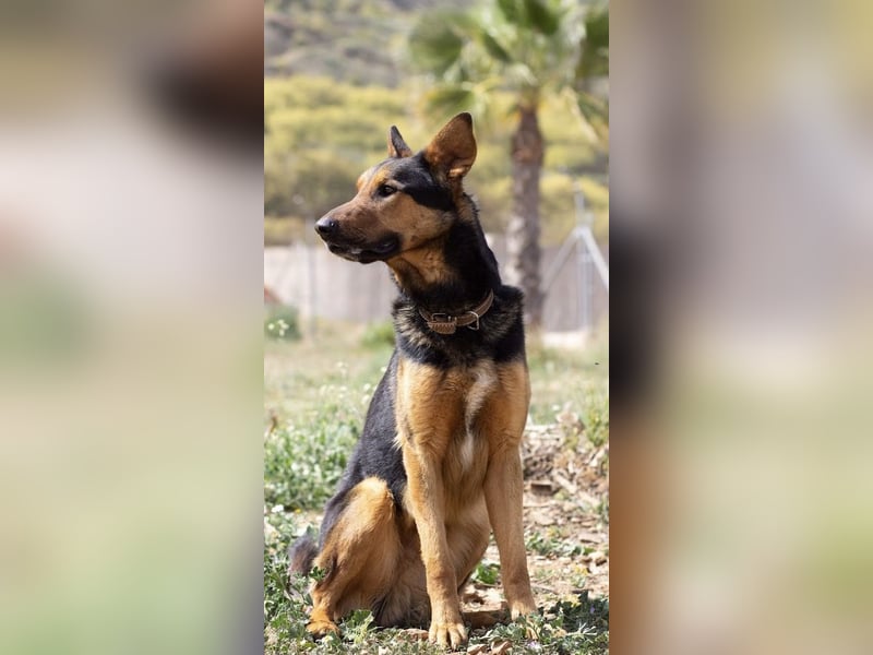 Göttlicher Horus sucht seine Jünger