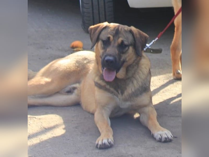 Ralph wartet auf seine Menschen