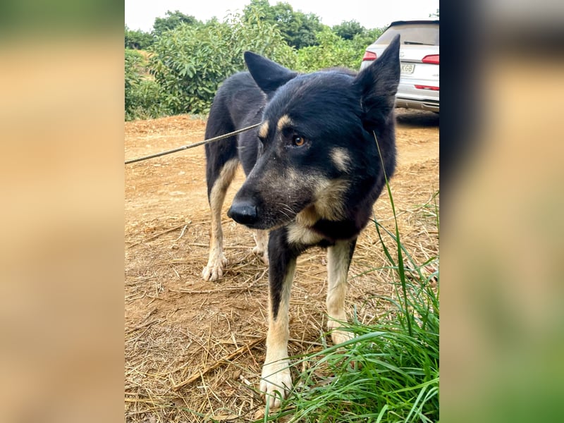 Hübscher Tanos sucht seine Menschen