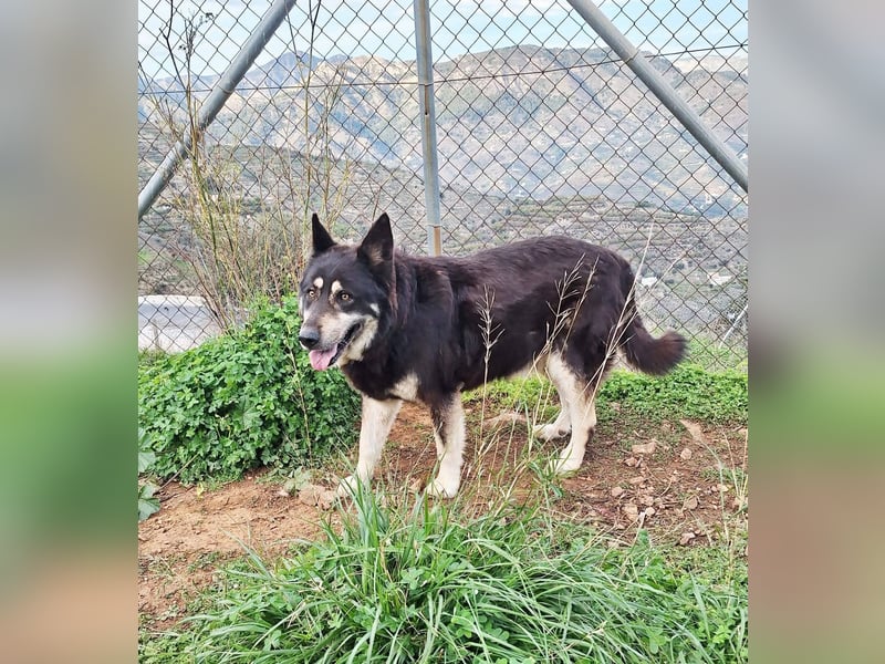 Hübscher TANOS sucht seine Menschen