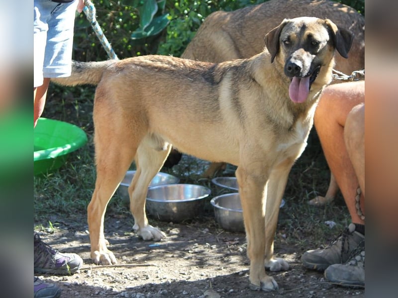 Ralph wartet auf seine Menschen