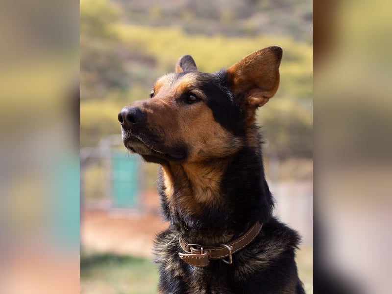 Göttlicher HORUS sucht seine Jünger