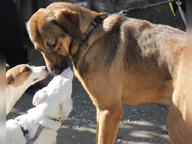 Traumhund RYDER wartet auf seine Familie