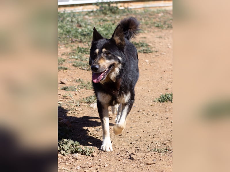 Hübscher Tanos sucht seine Menschen