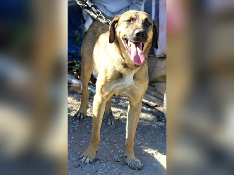 Goldstück RALPH wartet auf dich