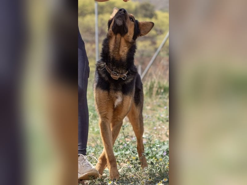 Göttlicher HORUS sucht seine Jünger