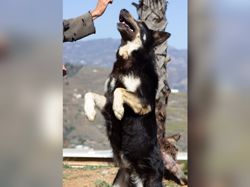 Hübscher TANOS sucht seine Menschen