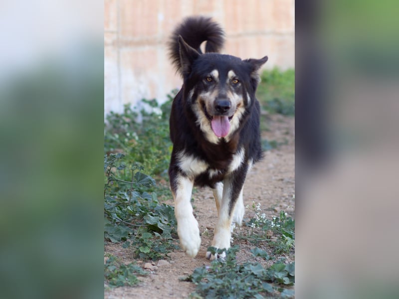 Hübscher Tanos sucht seine Menschen