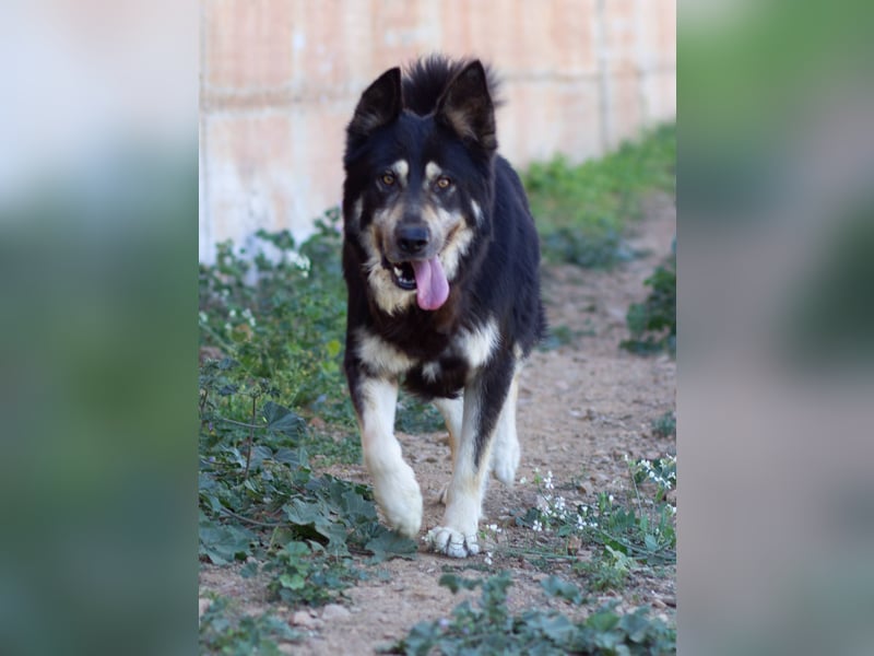 Hübscher TANOS sucht seine Menschen