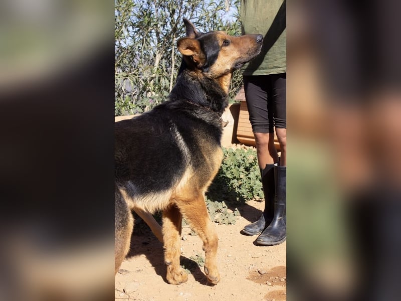 Göttlicher HORUS sucht seine Jünger