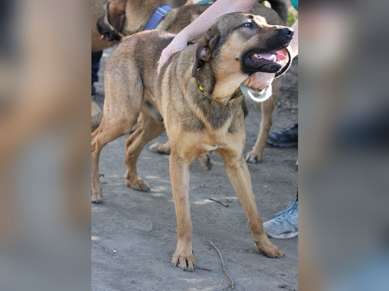 Traumhund RYDER wartet auf seine Familie