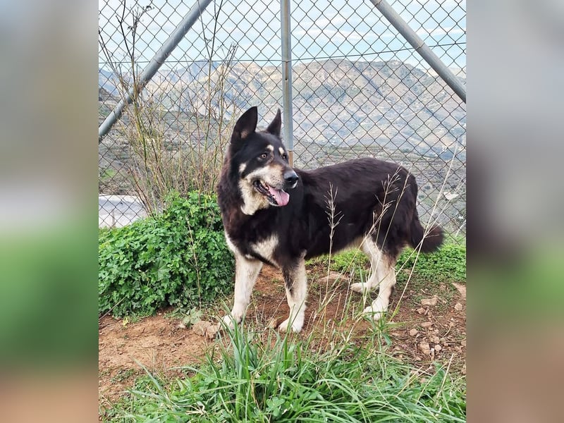 Hübscher TANOS sucht seine Menschen