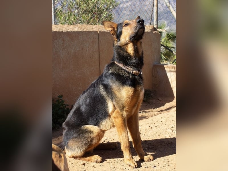 Göttlicher HORUS sucht seine Jünger