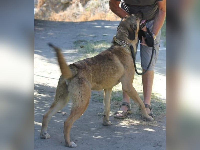 Goldstück RALPH wartet auf dich