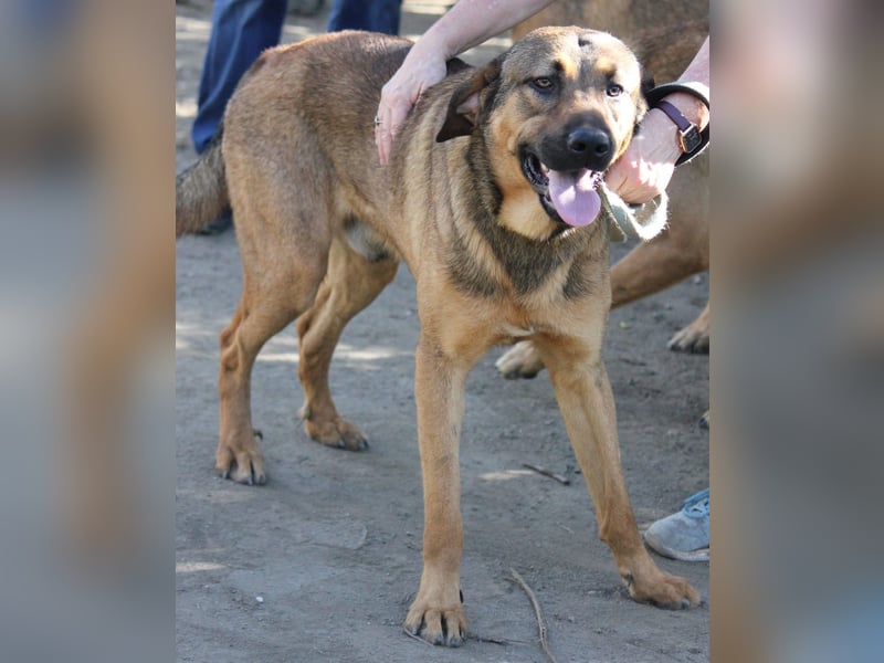 Traumhund RYDER wartet auf seine Familie