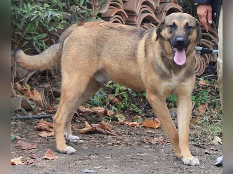 Goldstück RALPH wartet auf dich