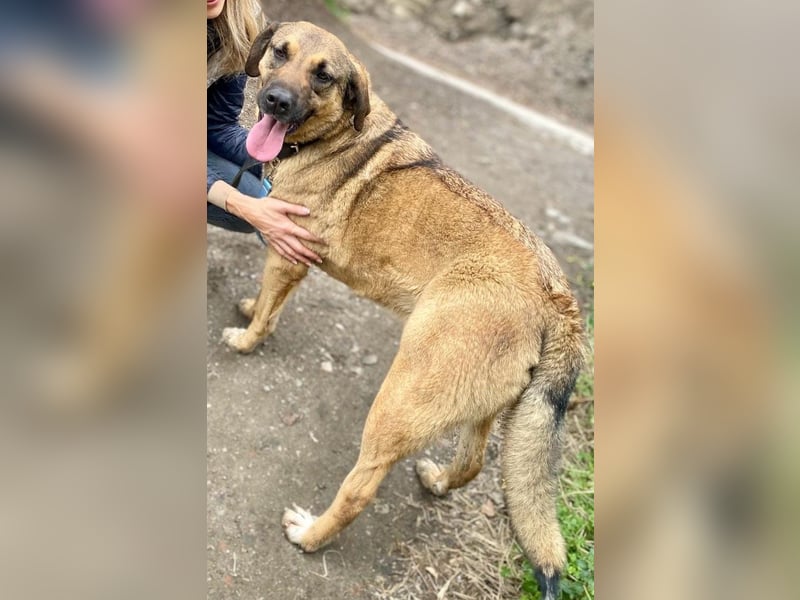 Ralph wartet auf seine Menschen