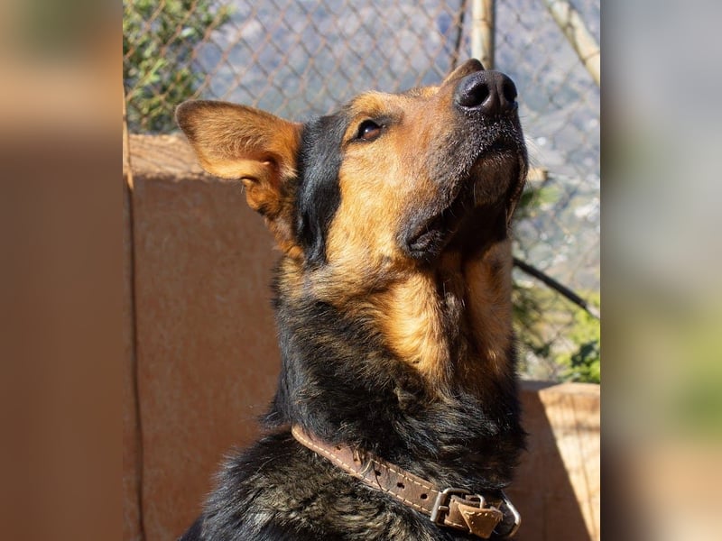 Göttlicher Horus sucht seine Jünger