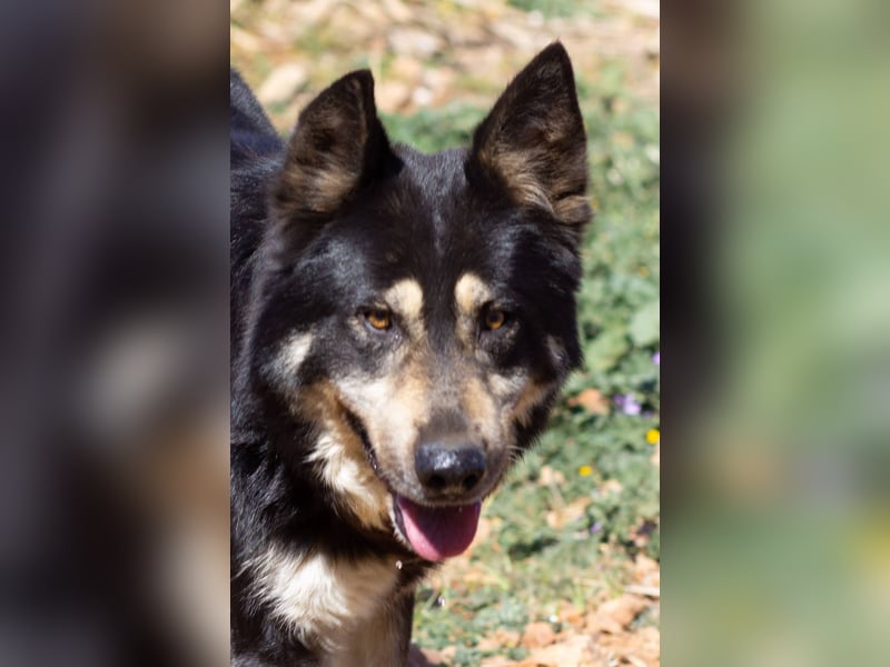 Hübscher Tanos sucht seine Menschen