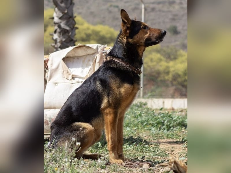 Göttlicher Horus sucht seine Jünger