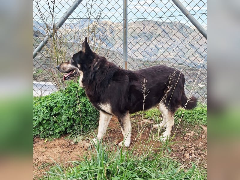 Hübscher TANOS sucht seine Menschen