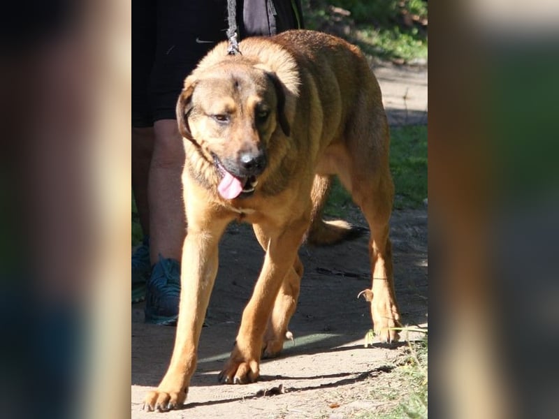 Traumhund RYDER wartet auf seine Familie