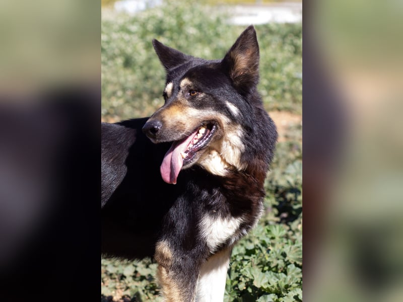 Hübscher Tanos sucht seine Menschen