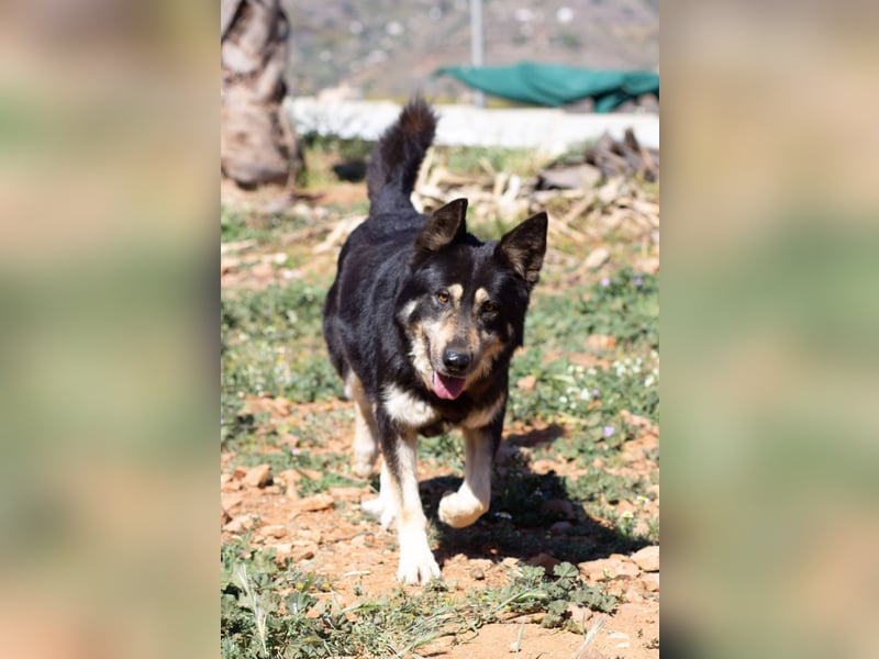 Hübscher Tanos sucht seine Menschen