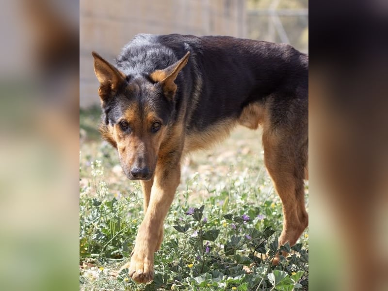 Göttlicher Horus sucht seine Jünger