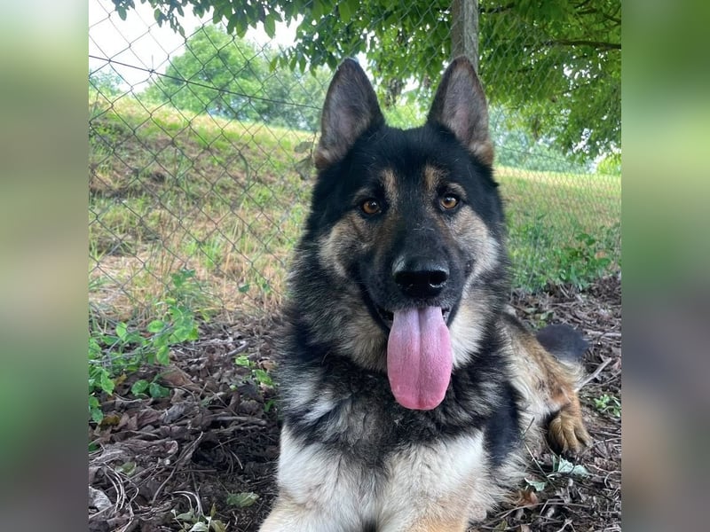 Astor ein wunderschöner Rüde