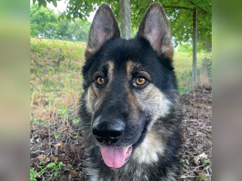 Astor ein wunderschöner Rüde