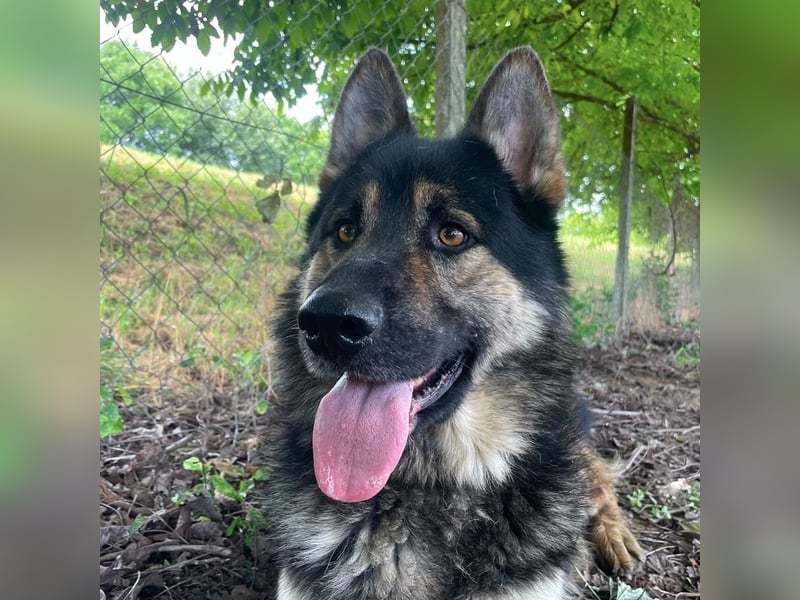 Astor ein wunderschöner Rüde