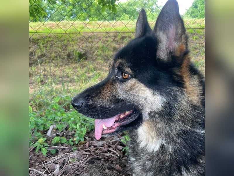 Astor ein wunderschöner Rüde