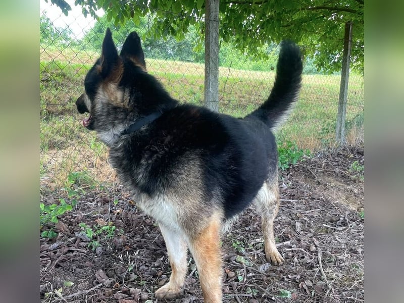 Astor ein wunderschöner Rüde