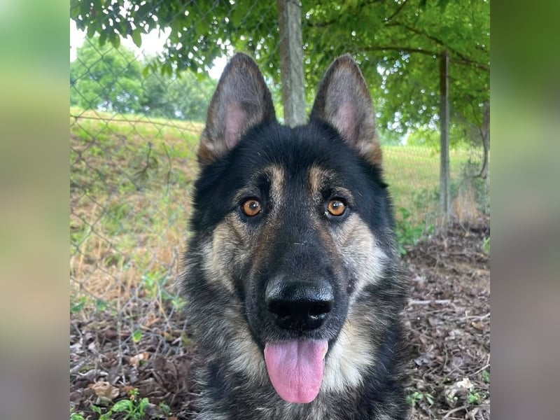 Astor ein wunderschöner Rüde