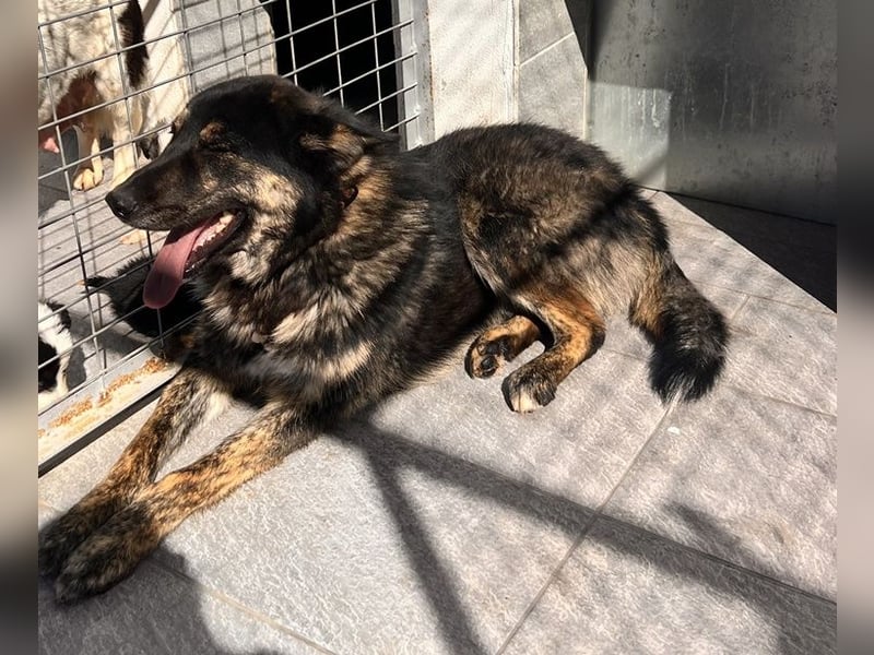 Aris - junger Schäferhund mit großem Herzen