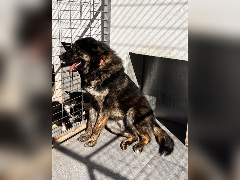 Aris - junger Schäferhund mit großem Herzen