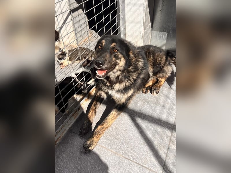 Aris - junger Schäferhund mit großem Herzen