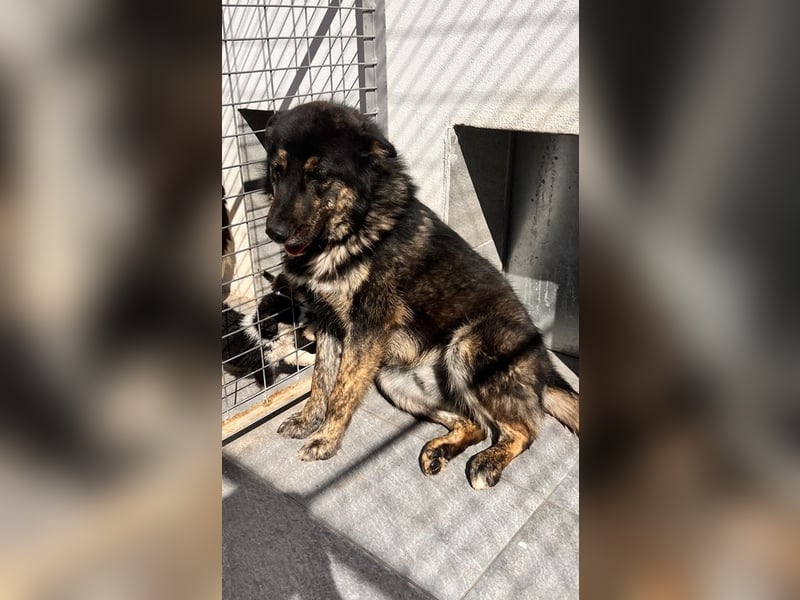 Aris - junger Schäferhund mit großem Herzen